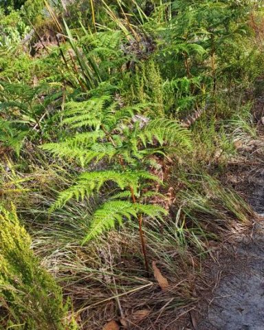 Pteridium aquilinum subsp. aquilinum enjoying the sun